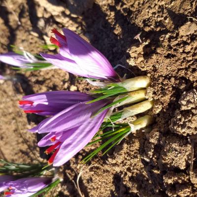 Groupe fleurs naissantes 2